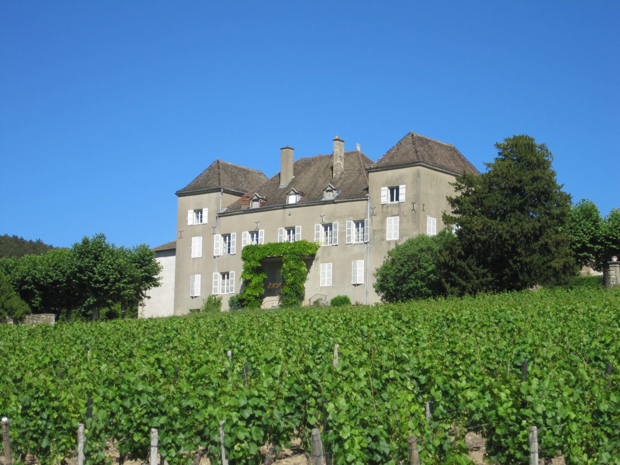 Vignoble